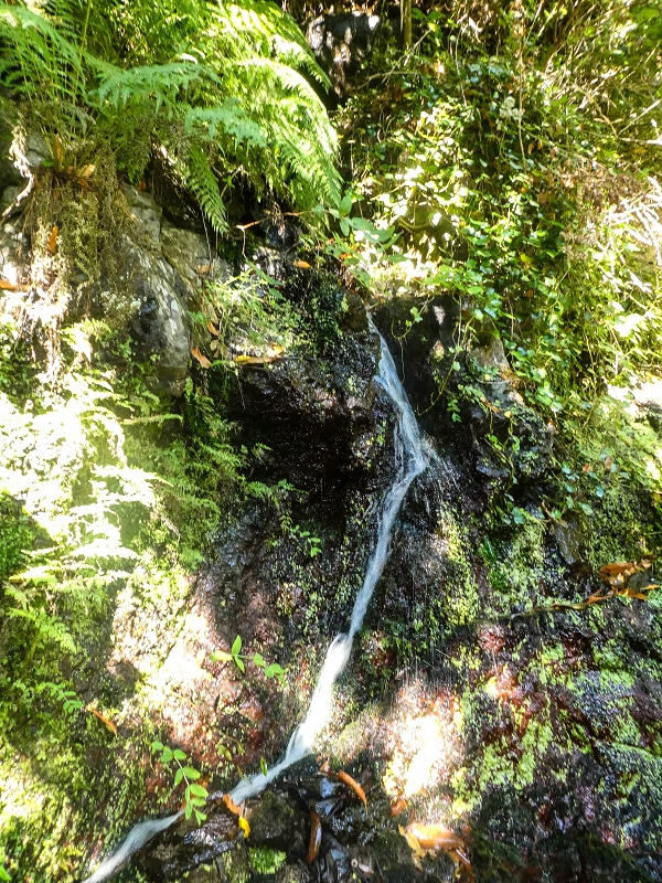 02.08.2021 Über 5 Levadas rund um Camacha — Fonte Perigosa — Foto 17