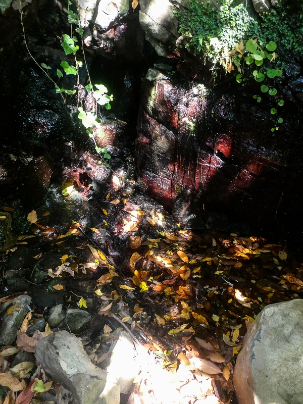 02.08.2021 Über 5 Levadas rund um Camacha — Fonte Perigosa — Foto 18