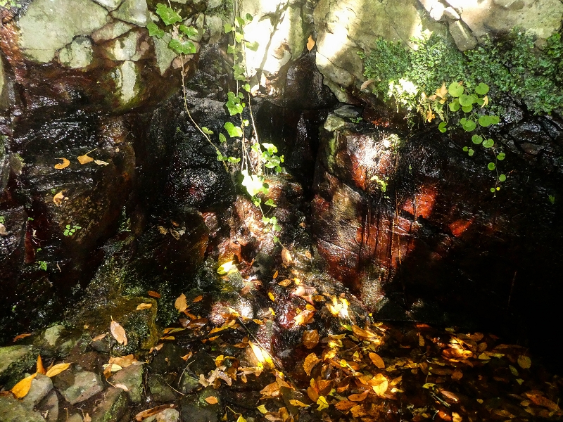 02.08.2021 Über 5 Levadas rund um Camacha — Fonte Perigosa — Foto 19