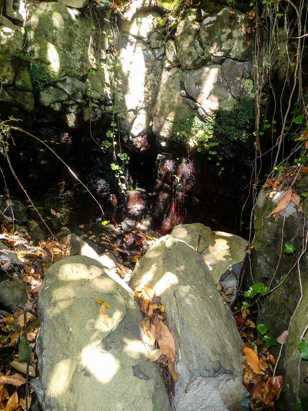 02.08.2021 Über 5 Levadas rund um Camacha — Fonte Perigosa — Foto 20