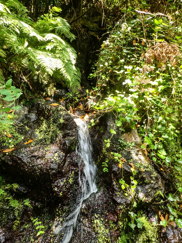 02.08.2021 Über 5 Levadas rund um Camacha — Fonte Perigosa — Foto 21
