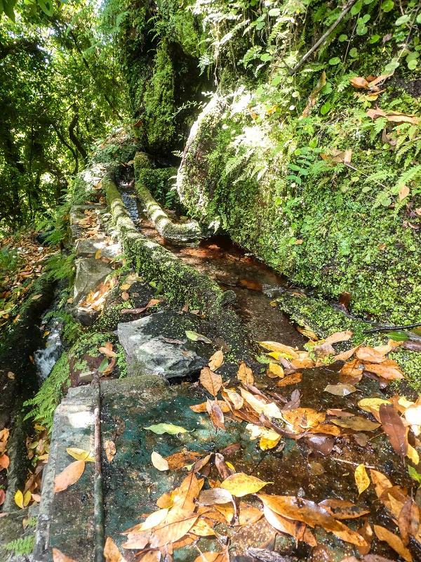 02.08.2021 Über 5 Levadas rund um Camacha — Fonte Perigosa — Foto 22