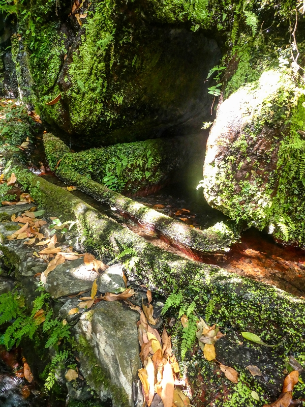02.08.2021 Über 5 Levadas rund um Camacha — Fonte Perigosa — Foto 23