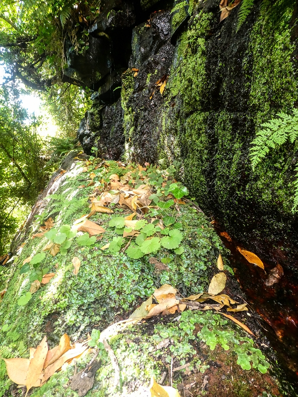 02.08.2021 Über 5 Levadas rund um Camacha — Fonte Perigosa — Foto 25