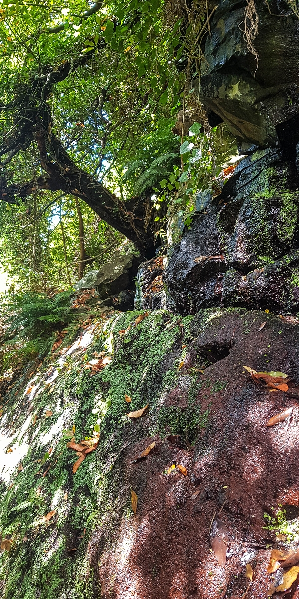 02.08.2021 Über 5 Levadas rund um Camacha — Fonte Perigosa — Foto 26