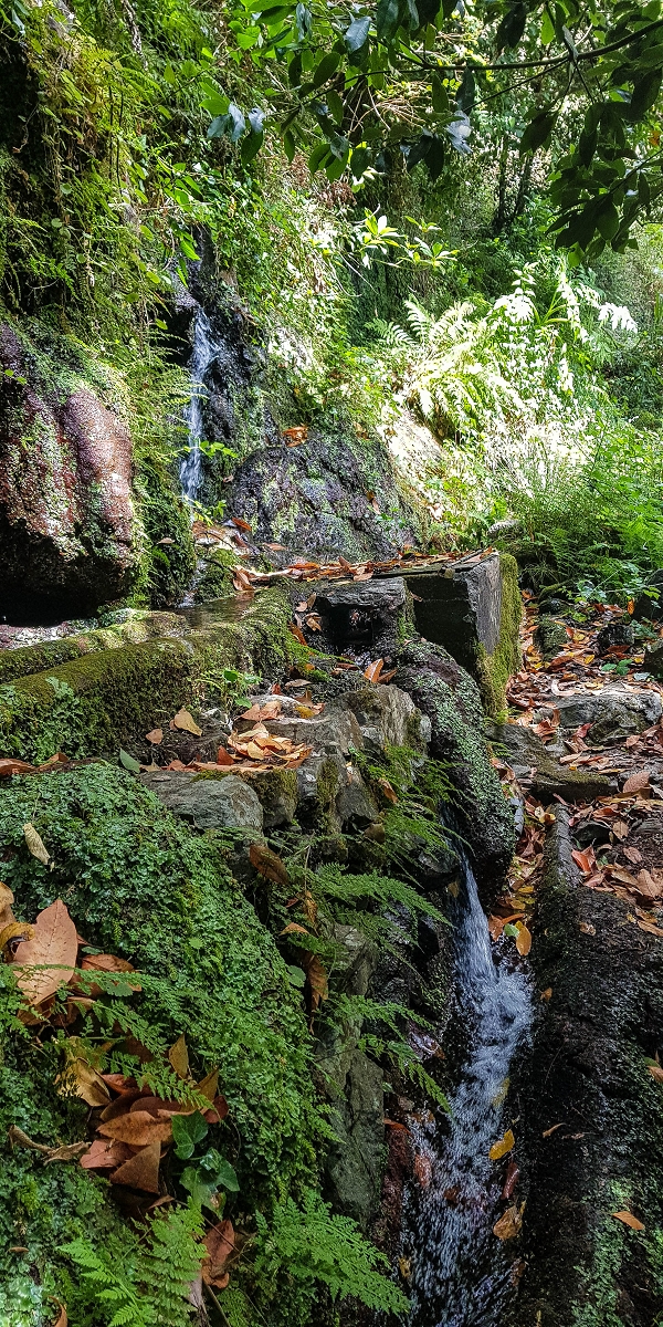 02.08.2021 Über 5 Levadas rund um Camacha — Fonte Perigosa — Foto 27