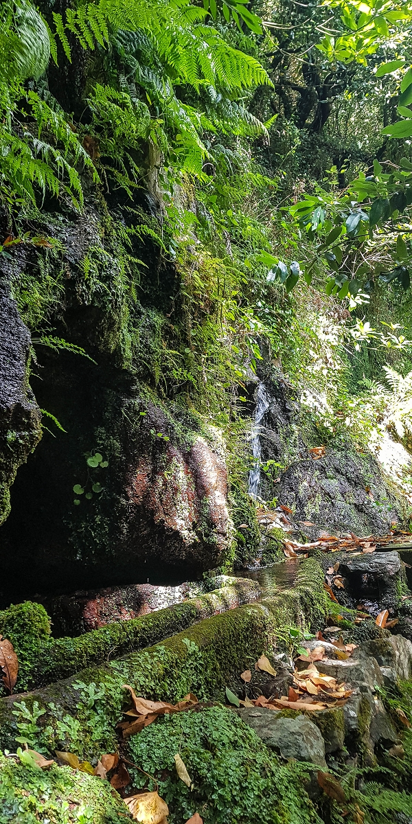 02.08.2021 Über 5 Levadas rund um Camacha — Fonte Perigosa — Foto 28