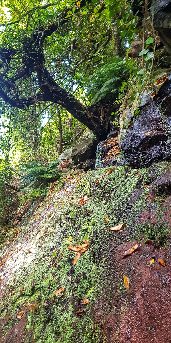 02.08.2021 Über 5 Levadas rund um Camacha — Fonte Perigosa — Foto 31
