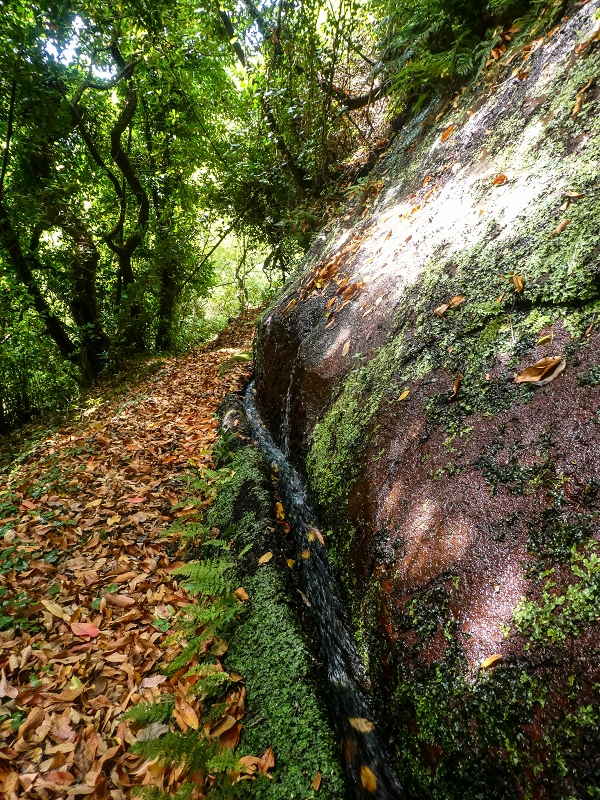 02.08.2021 Über 5 Levadas rund um Camacha — Fonte Perigosa — Foto 32