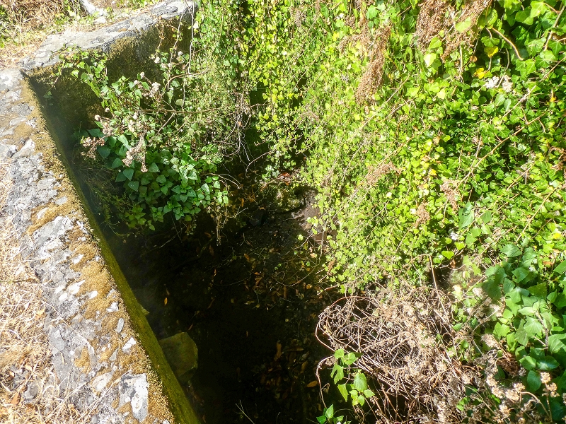 02.08.2021 Über 5 Levadas rund um Camacha — Fonte Perigosa — Foto 34