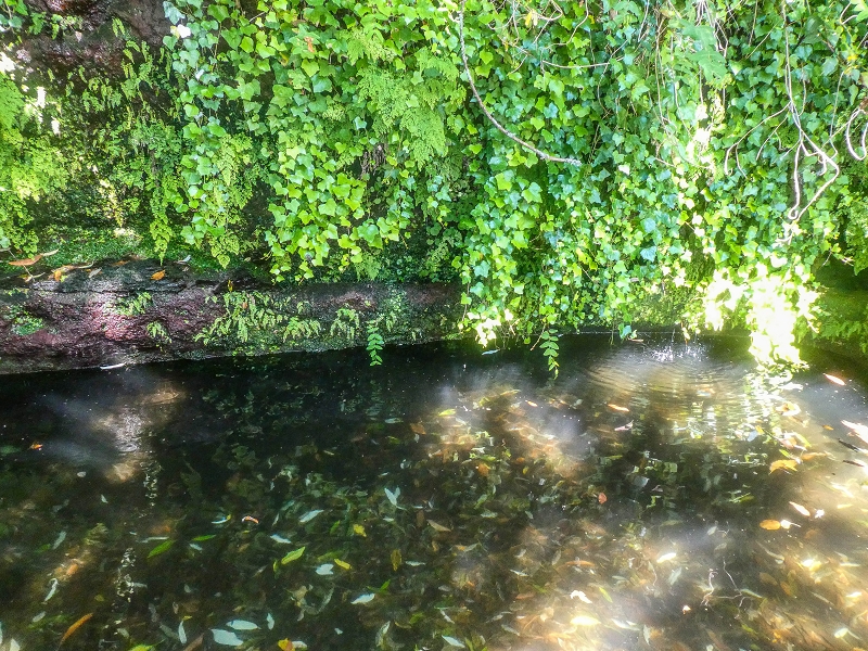02.08.2021 Über 5 Levadas rund um Camacha — Fonte Perigosa — Foto 35