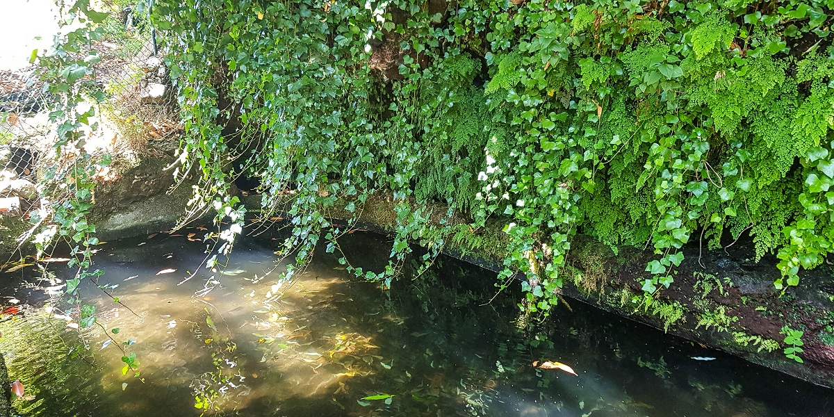 02.08.2021 Über 5 Levadas rund um Camacha — Fonte Perigosa — Foto 36