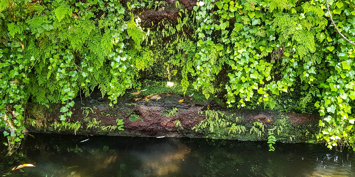 02.08.2021 Über 5 Levadas rund um Camacha — Fonte Perigosa — Foto 37