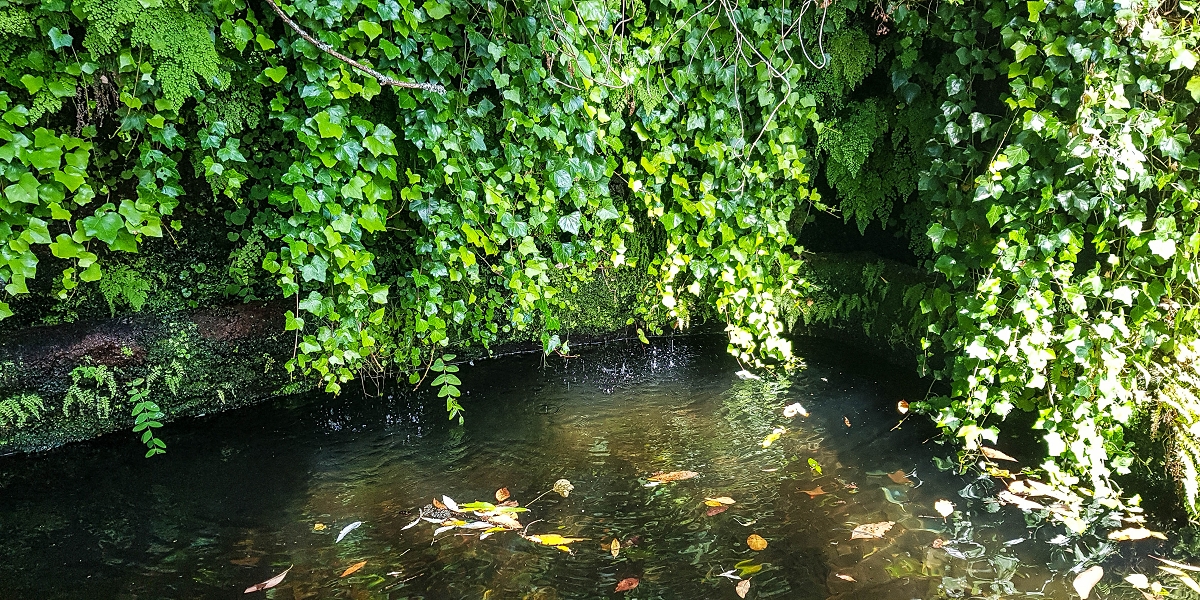 02.08.2021 Über 5 Levadas rund um Camacha — Fonte Perigosa — Foto 38