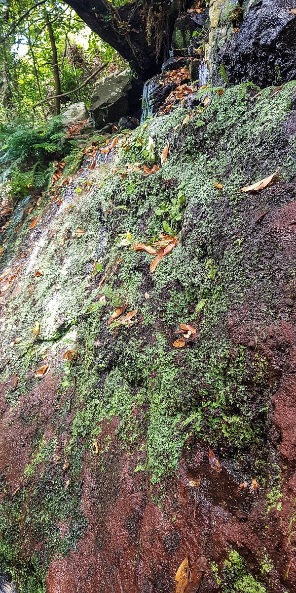 02.08.2021 Über 5 Levadas rund um Camacha — Fonte Perigosa — Foto 44