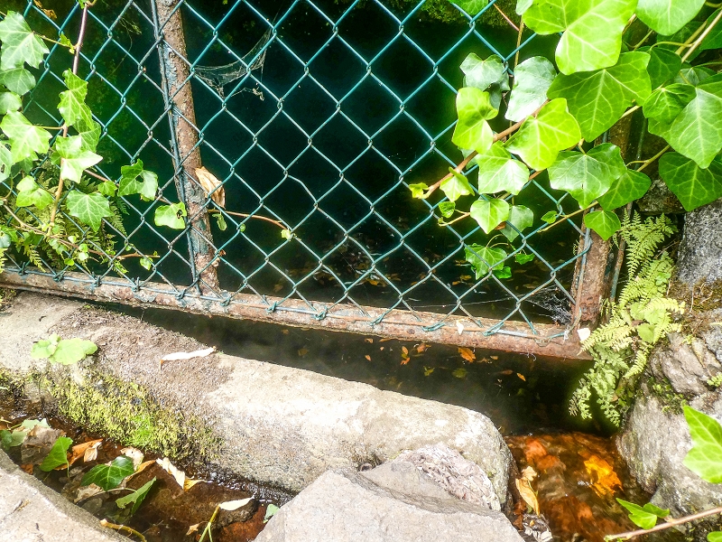 02.08.2021 Über 5 Levadas rund um Camacha — Fonte Perigosa — Foto 47