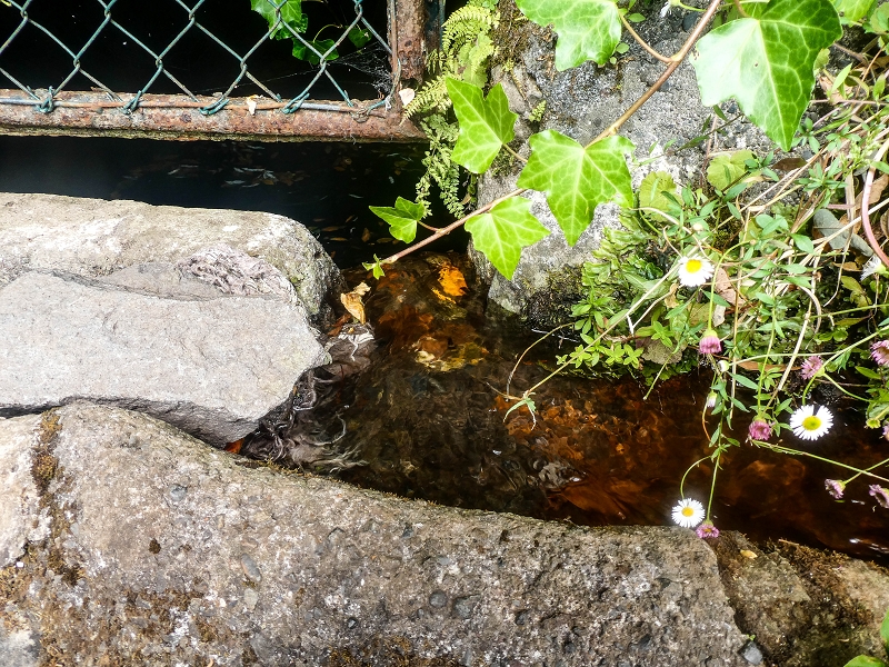 02.08.2021 Über 5 Levadas rund um Camacha — Fonte Perigosa — Foto 48
