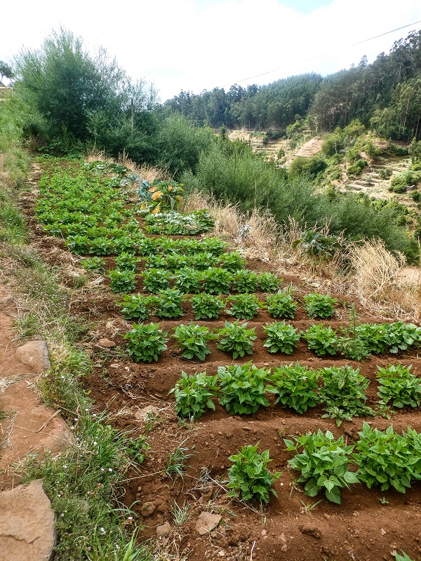 02.08.2021 Über 5 Levadas rund um Camacha — Weiter auf der Levada da Fonte Perigosa — Foto 4