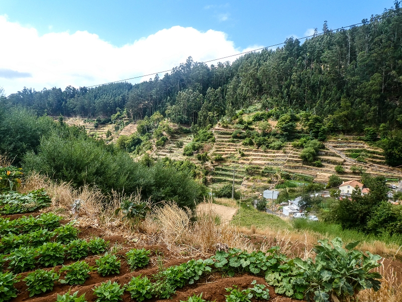 02.08.2021 Über 5 Levadas rund um Camacha — Weiter auf der Levada da Fonte Perigosa — Foto 5