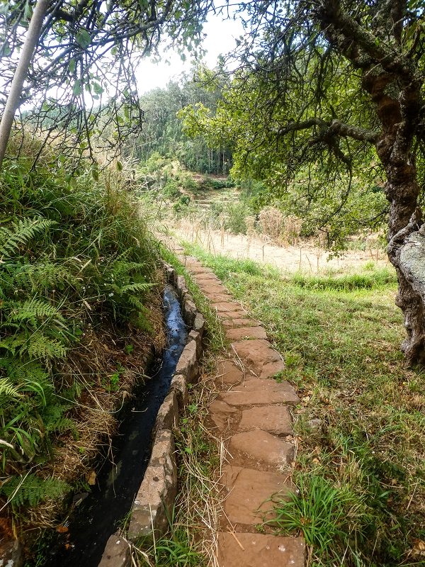 02.08.2021 Über 5 Levadas rund um Camacha — Weiter auf der Levada da Fonte Perigosa — Foto 10