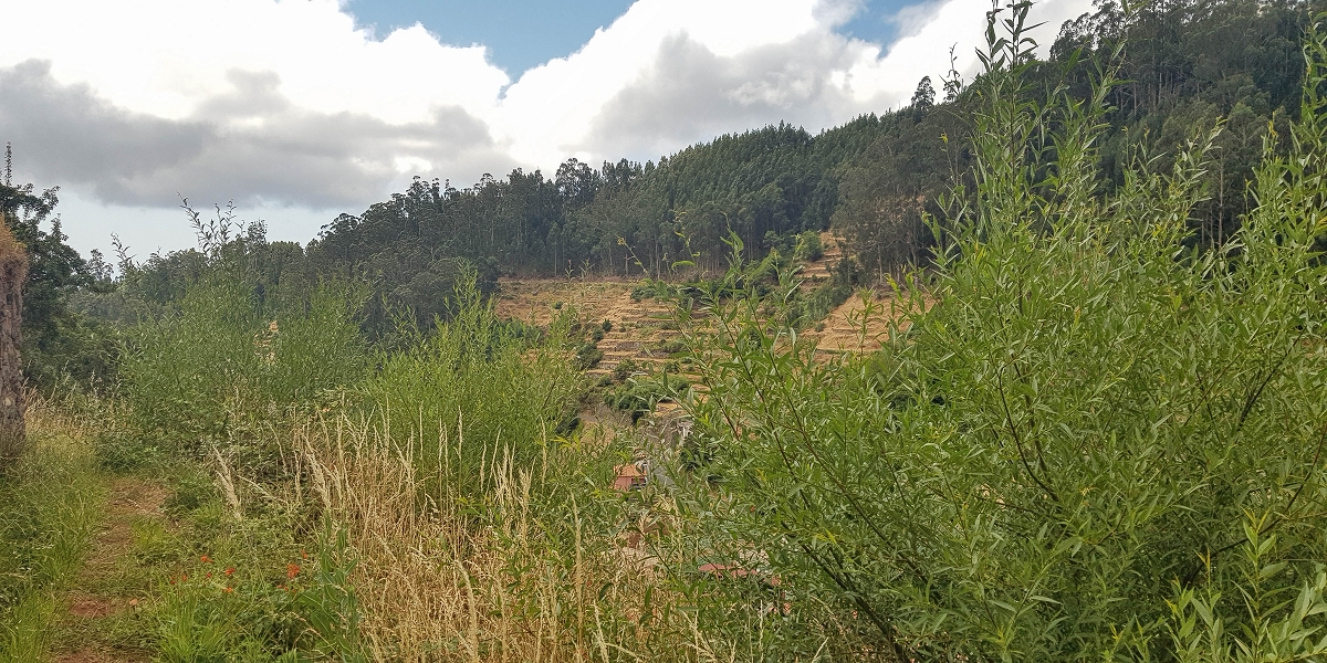 02.08.2021 Über 5 Levadas rund um Camacha — Weiter auf der Levada da Fonte Perigosa — Foto 12