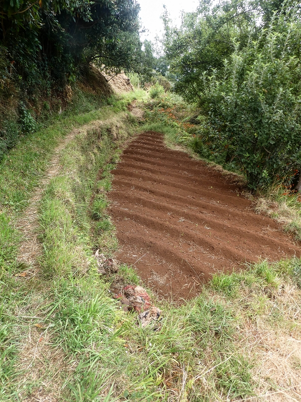 02.08.2021 Über 5 Levadas rund um Camacha — Weiter auf der Levada da Fonte Perigosa — Foto 13