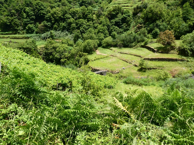 03.07.2018 Rundtour von Boaventura über die Ribeira dos Moinhos nach Achada da Madeira und zurück über die Levada da Achada Grande — Pocos in der Ribeira do Porco — Foto 9