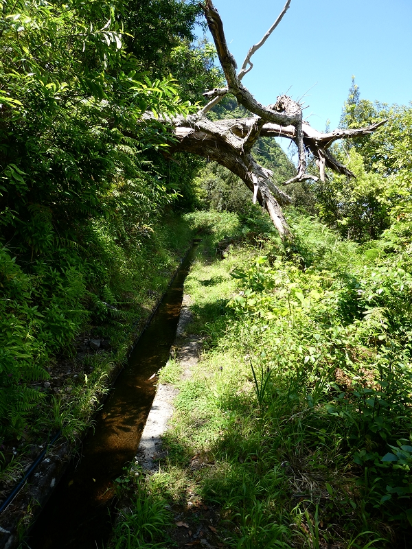 03.07.2018 Rundtour von Boaventura über die Ribeira dos Moinhos nach Achada da Madeira und zurück über die Levada da Achada Grande — Bis zum Tunnel — Foto 4