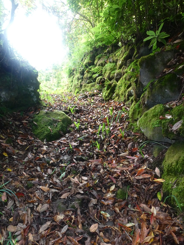 03.07.2018 Rundtour von Boaventura über die Ribeira dos Moinhos nach Achada da Madeira und zurück über die Levada da Achada Grande — Weiter zum Poio das Rabacas — Foto 3