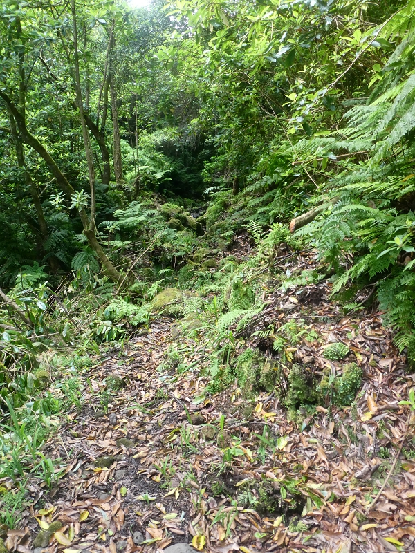 03.07.2018 Rundtour von Boaventura über die Ribeira dos Moinhos nach Achada da Madeira und zurück über die Levada da Achada Grande — Weiter zum Poio das Rabacas — Foto 4
