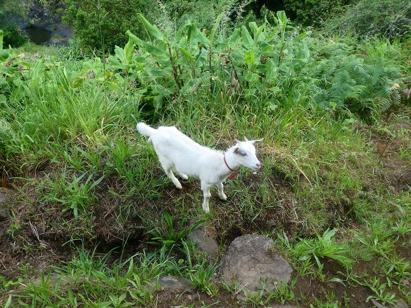 03.07.2018 Rundtour von Boaventura über die Ribeira dos Moinhos nach Achada da Madeira und zurück über die Levada da Achada Grande — Von Rocada zur Madre der Levada da Achada Grande — Foto 2