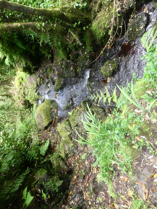 03.07.2018 Rundtour von Boaventura über die Ribeira dos Moinhos nach Achada da Madeira und zurück über die Levada da Achada Grande — Weiter zum Poio das Rabacas — Foto 7