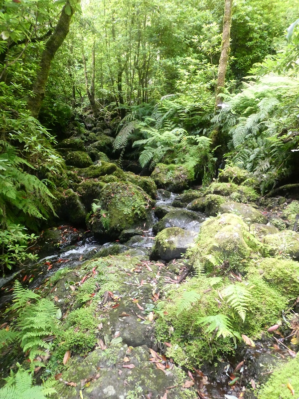 03.07.2018 Rundtour von Boaventura über die Ribeira dos Moinhos nach Achada da Madeira und zurück über die Levada da Achada Grande — Weiter zum Poio das Rabacas — Foto 9