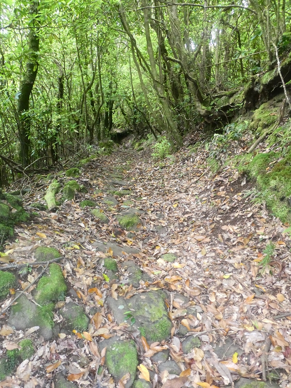 03.07.2018 Rundtour von Boaventura über die Ribeira dos Moinhos nach Achada da Madeira und zurück über die Levada da Achada Grande — Weiter zum Poio das Rabacas — Foto 10