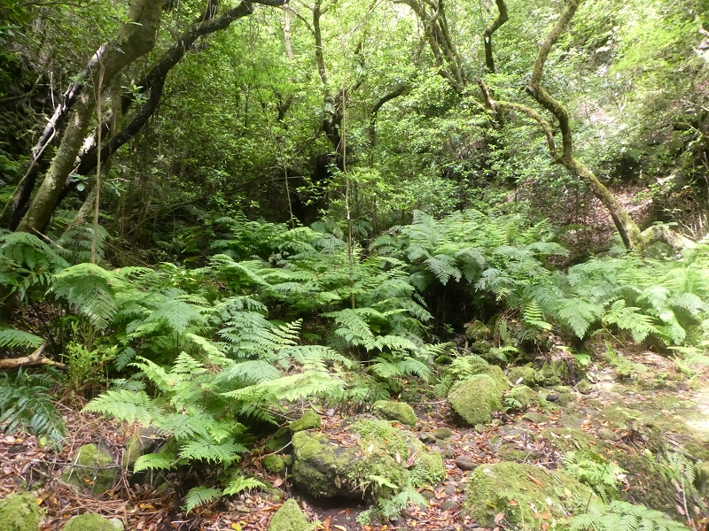03.07.2018 Rundtour von Boaventura über die Ribeira dos Moinhos nach Achada da Madeira und zurück über die Levada da Achada Grande — Weiter zum Poio das Rabacas — Foto 13