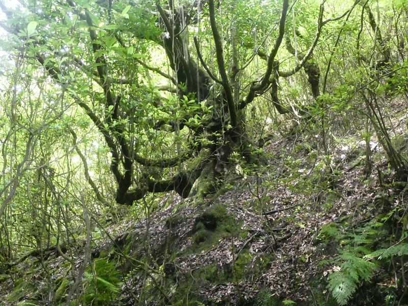 03.07.2018 Rundtour von Boaventura über die Ribeira dos Moinhos nach Achada da Madeira und zurück über die Levada da Achada Grande — Weiter zum Poio das Rabacas — Foto 16