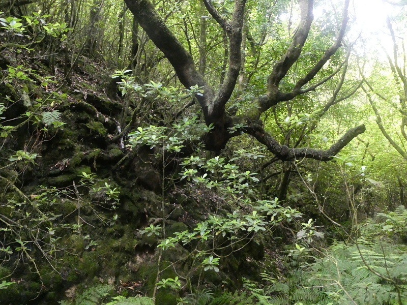 03.07.2018 Rundtour von Boaventura über die Ribeira dos Moinhos nach Achada da Madeira und zurück über die Levada da Achada Grande — Weiter zum Poio das Rabacas — Foto 17