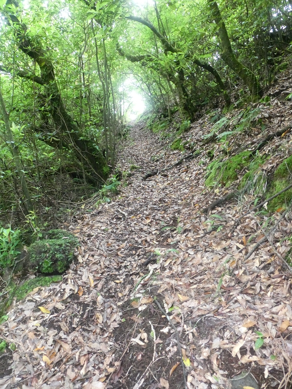 03.07.2018 Rundtour von Boaventura über die Ribeira dos Moinhos nach Achada da Madeira und zurück über die Levada da Achada Grande — Weiter zum Poio das Rabacas — Foto 18