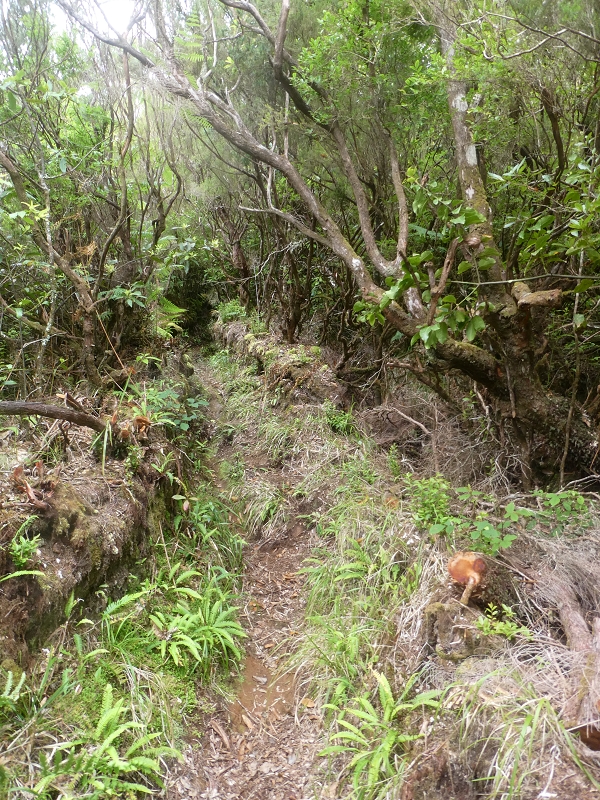 03.07.2018 Rundtour von Boaventura über die Ribeira dos Moinhos nach Achada da Madeira und zurück über die Levada da Achada Grande — Weiter zum Poio das Rabacas — Foto 21