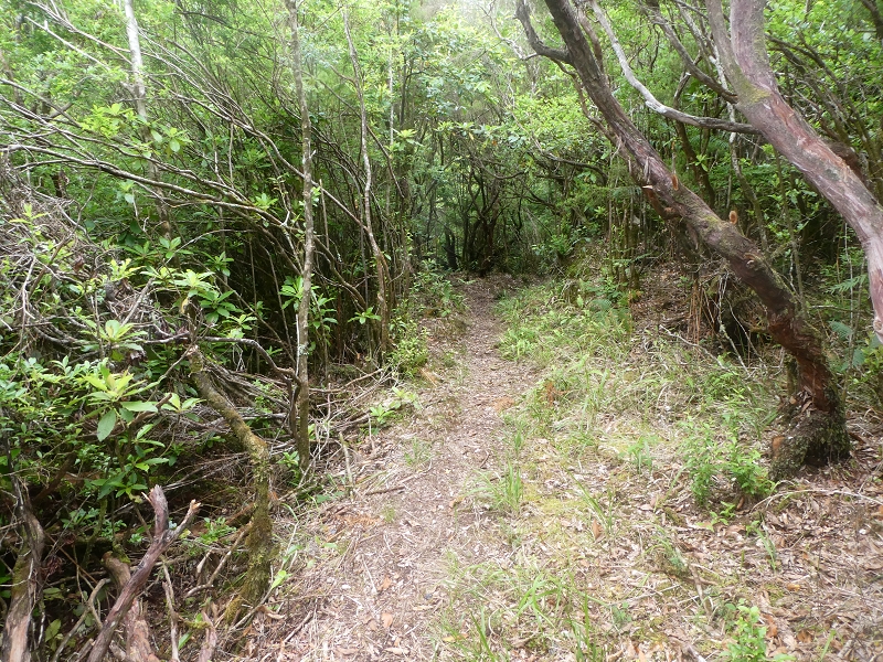 03.07.2018 Rundtour von Boaventura über die Ribeira dos Moinhos nach Achada da Madeira und zurück über die Levada da Achada Grande — Weiter zum Poio das Rabacas — Foto 22