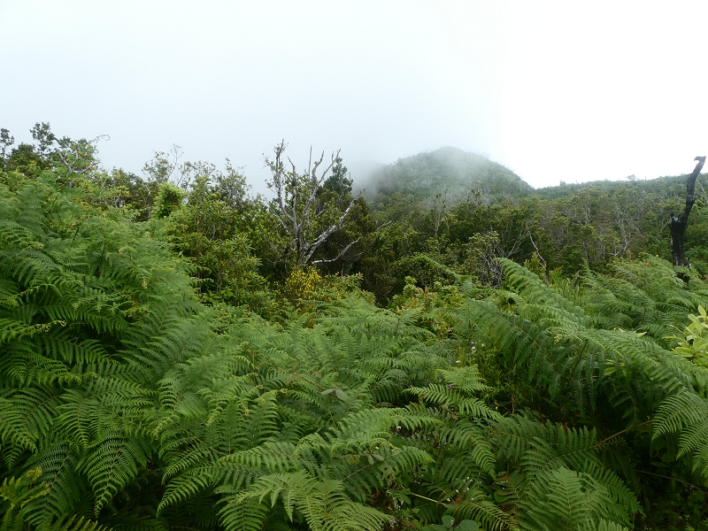 03.07.2018 Rundtour von Boaventura über die Ribeira dos Moinhos nach Achada da Madeira und zurück über die Levada da Achada Grande — Abstieg nach Achada da Madeira — Foto 2