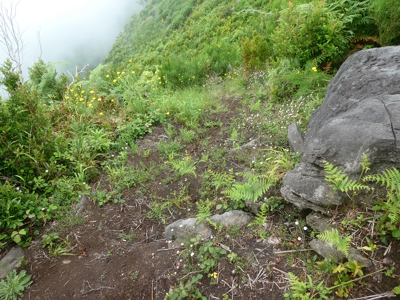 03.07.2018 Rundtour von Boaventura über die Ribeira dos Moinhos nach Achada da Madeira und zurück über die Levada da Achada Grande — Abstieg nach Achada da Madeira — Foto 3