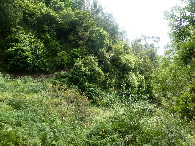 03.07.2018 Rundtour von Boaventura über die Ribeira dos Moinhos nach Achada da Madeira und zurück über die Levada da Achada Grande — Abstieg nach Achada da Madeira — Foto 22