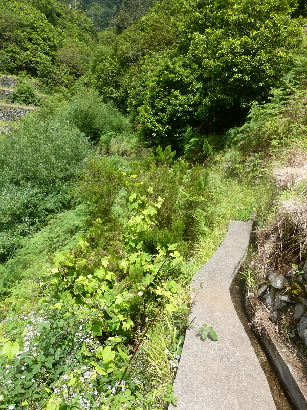 03.07.2018 Rundtour von Boaventura über die Ribeira dos Moinhos nach Achada da Madeira und zurück über die Levada da Achada Grande — Abstieg nach Achada da Madeira — Foto 27