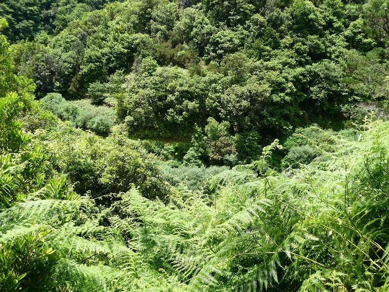 03.07.2018 Rundtour von Boaventura über die Ribeira dos Moinhos nach Achada da Madeira und zurück über die Levada da Achada Grande — Auf dem CR20 zur Brücke in der Ribeira do Porco — Foto 10