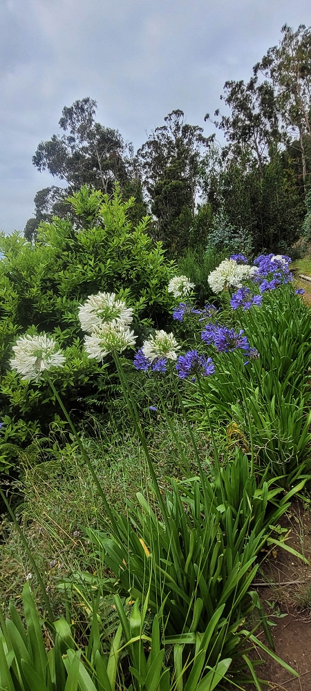 Levada Nova — Zum Ende der grossen Schluchtpassage — Foto 7