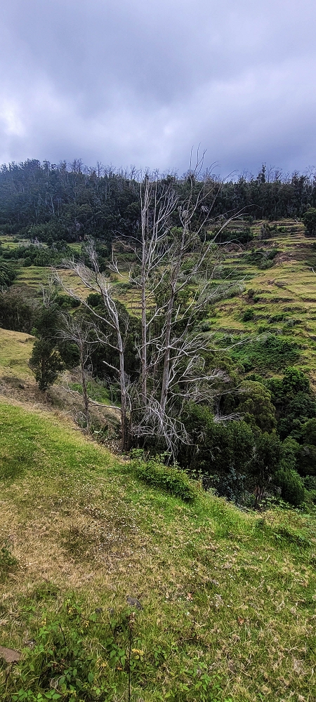 3 de julho de 2022 Caminhada alternativa na Levada Nova entre Calheta e Prazeres — Até ao Lombo da Estrela — foto 3