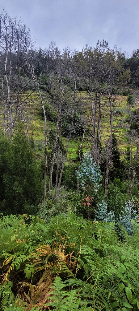 3 de julho de 2022 Caminhada alternativa na Levada Nova entre Calheta e Prazeres — Até ao Lombo da Estrela — foto 4