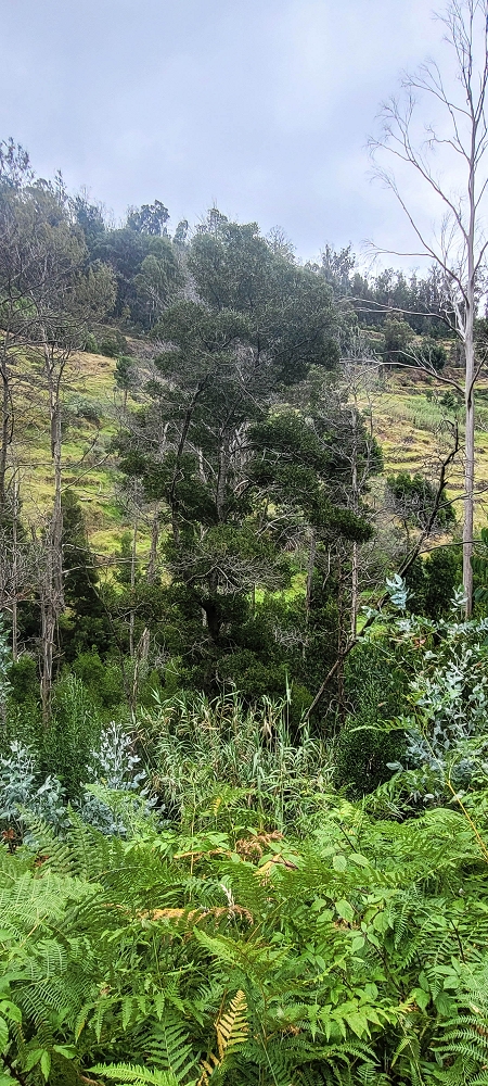 3 de julho de 2022 Caminhada alternativa na Levada Nova entre Calheta e Prazeres — Até ao Lombo da Estrela — foto 5