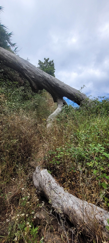 3 de julho de 2022 Caminhada alternativa na Levada Nova entre Calheta e Prazeres — Até ao Lombo da Estrela — foto 8